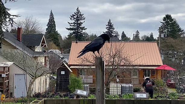 Crow in front of Amrita House